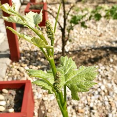 Baby grapes growing on vine