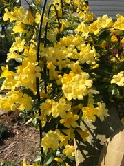 Yellow trumpet vine in bloom
