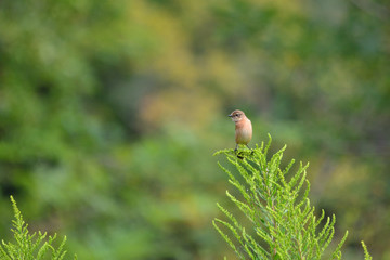 セイタカアワダチソウとノビタキ