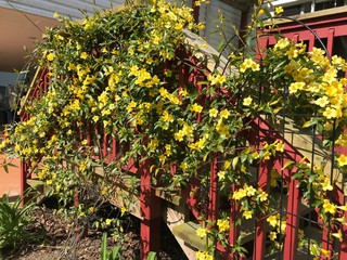 Yellow trumpet vine on red railing