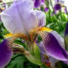 Purple and yellow iris