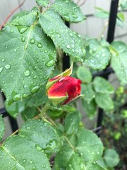 Rose bud with rain drops.