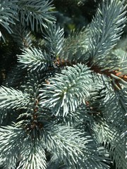 Close up of blue spruce needles.