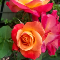 Pink and orange roses
