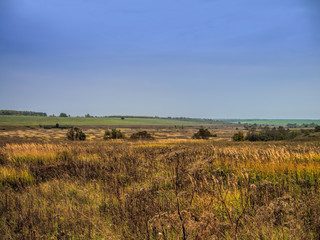 Summer field of grass against the background of the forest and blue sky in Russia