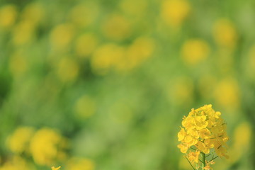 南伊豆　日野の菜の花畑
