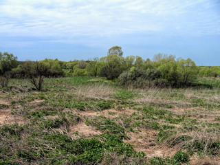Spring field of grass against the background of the forest and blue sky in Russia