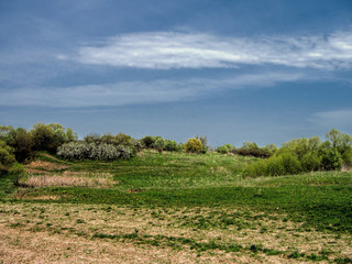 Spring field of grass against the background of the forest and blue sky in Russia