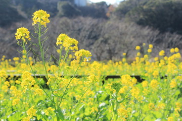Fototapeta premium 南伊豆 日野の菜の花畑