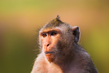 Closeup of the pensive monkey in the jungles of Cambodia