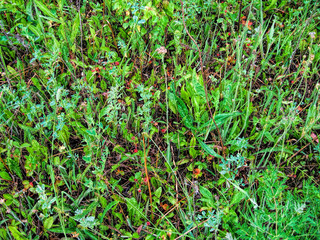 Young grass grows in spring in a field in Russia