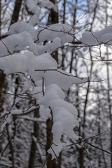 snow accumulation on a plant 