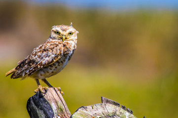 Closeup of big-eyed owl on the beach sitting on the log