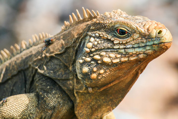 closeup of an iguana on the reefs of the Cuban coast reserve