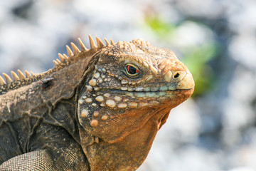 closeup of an iguana on the reefs of the Cuban coast reserve