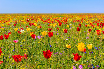 Endless fields of tulips in the reserve Opuk Crimea