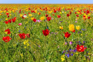 Endless fields of tulips in the reserve Opuk Crimea