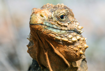 closeup of an iguana on the reefs of the Cuban coast reserve