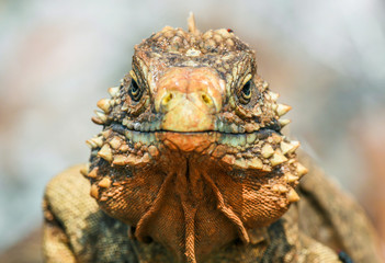 closeup of an iguana on the reefs of the Cuban coast reserve