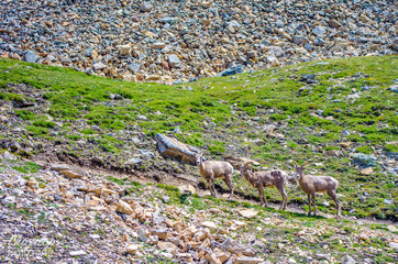 Mountain Goats