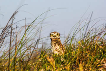 Closeup of big-eyed owls on the beach protecting their home