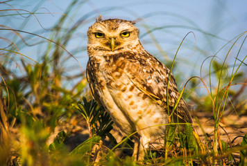 Close-up of the owl guarding his home on the coast