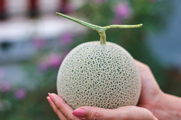 Close-up view of hand pick a melon