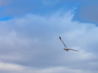 Fototapeta na wymiar seagulls