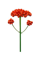 Korean wild root ginseng with berries. A close up of the wild most famous medicinal plant ginseng...