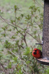 Cardinal in tree