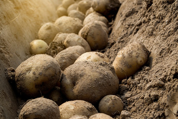 Fresh organic potatoes in the fields, raw potatoes.