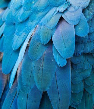 Full Frame Shot Of Blue Bird