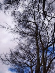 Fototapeta na wymiar Inverno na árvore 