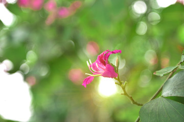 Bauhinia flowers blooming in the park.Bauhinia is produced in southern China. India and Indochina Peninsula are distributed. It is a good ornamental and nectar plant,widely cultivated in tropical aras
