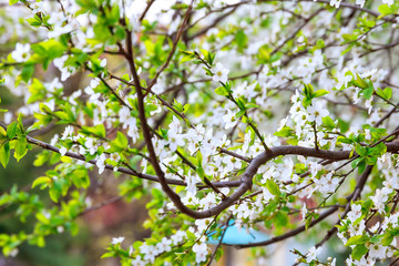 Tree blooming with white flowers in spring day.