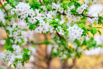 Tree blooming with white flowers in spring day.