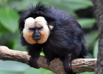 White-Faced Saki
