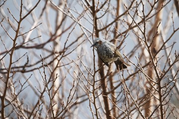 A Brown-eared bulbul perched on a tree branch in the forest.