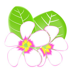 Frangipani and leaves Isolated On White Background