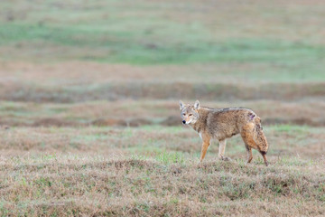 Coyote in a big ranch in Texas walking on a grass