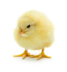 Obraz premium Little cute chicken