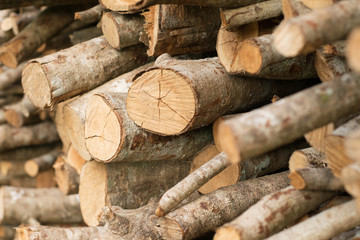 branch of tree firewood background