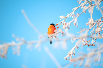 a wild bullfinch with a red belly sits on a snow covered winter branch on a blue background