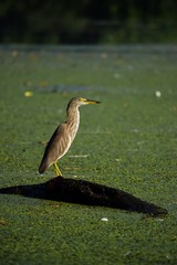 Indian pond heron 