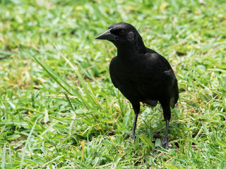 A photograph of a scrub blackbird on the ground