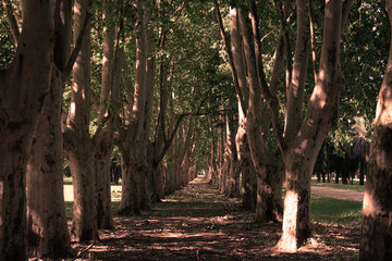 TUNEL DE ARBOLES