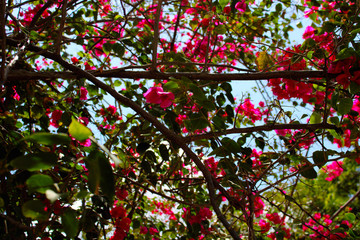 Obraz premium FLOWERS