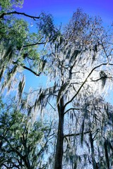Landscape of Hillsborough river at Tampa, Florida 