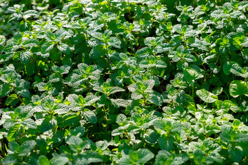 close up pepermint  background in vegetable garden
