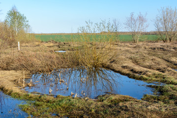 Fields with dry yellow and fresh green grass. Contrasting transition underlines the fresh green grass, puddles and melt water. Forest, fields, meadows, trees.